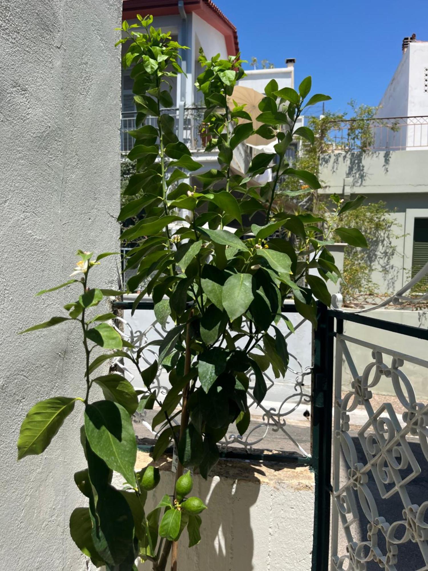 Noa - Designed Garden Studio In The City Center Kalamata Exterior foto